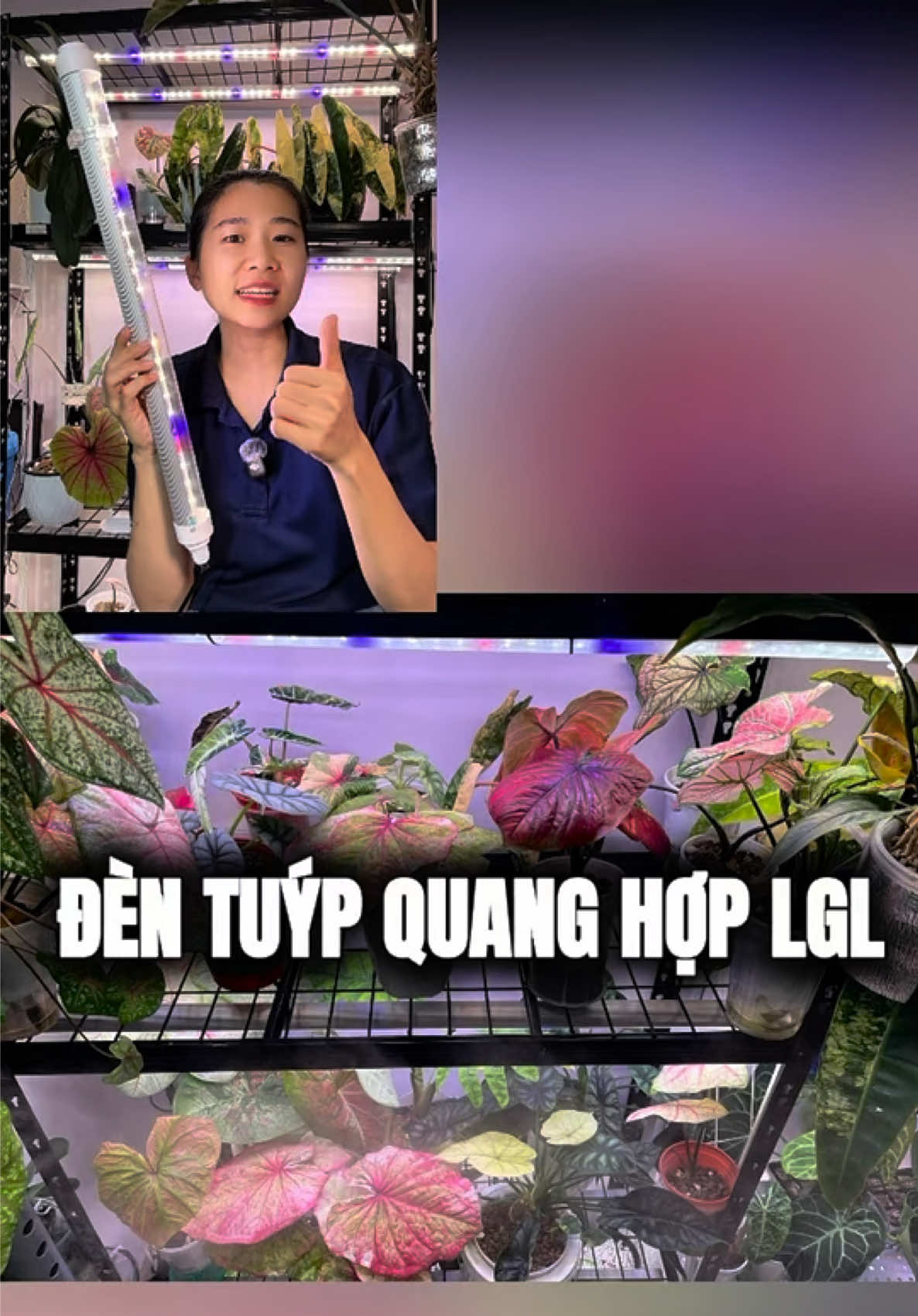 Đèn tuýp quang hợp LGL #denquanghoplgl #ledgrowlight #dentrongcay #denquangpho #denledtrongcay 
