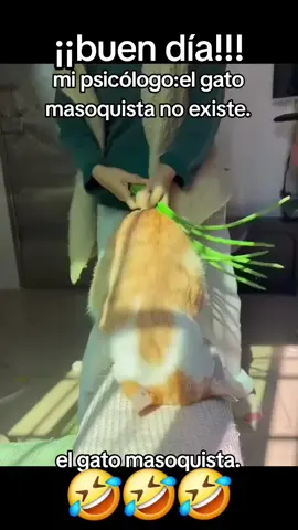 #videosgraciosos #humor #mascotas #gatos #gatosgraciosos 