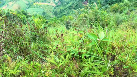 ⛰️⛰️⛰️#trending #hagiang #hagiang 