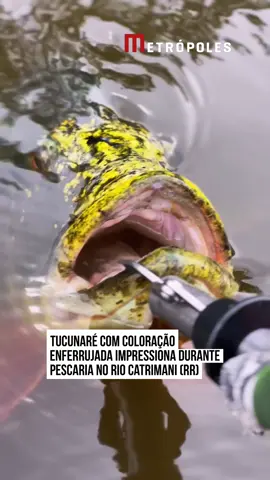 🐠 COLORAÇÃO INUSITADA 🎣 Um #tucunaré com coloração enferrujada chamou atenção durante uma pescaria esportiva no Rio Catrimani. O #peixe impressionou pelas cores incomuns e pela aparência diferente, rendendo um registro marcante durante a atividade. A captura despertou curiosidade justamente pelo visual exótico do animal, que se destacou entre os peixes encontrados na região. Você já tinha visto um tucunaré com uma coloração assim? #Metrópoles 🤳🏻 @minhatralha | @myhoodbr