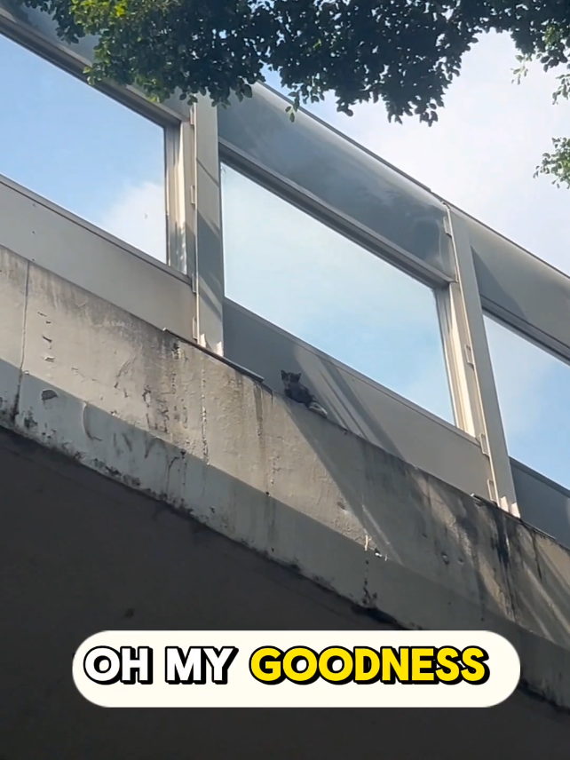 i spotted this tiny calico kitten trapped on a narrow overpass ledge with cars rushing below and I knew I only had one shot to reach her with the net before she fell. and then #rescue #kitten #kittensoftiktok #kittenlove #kindness 