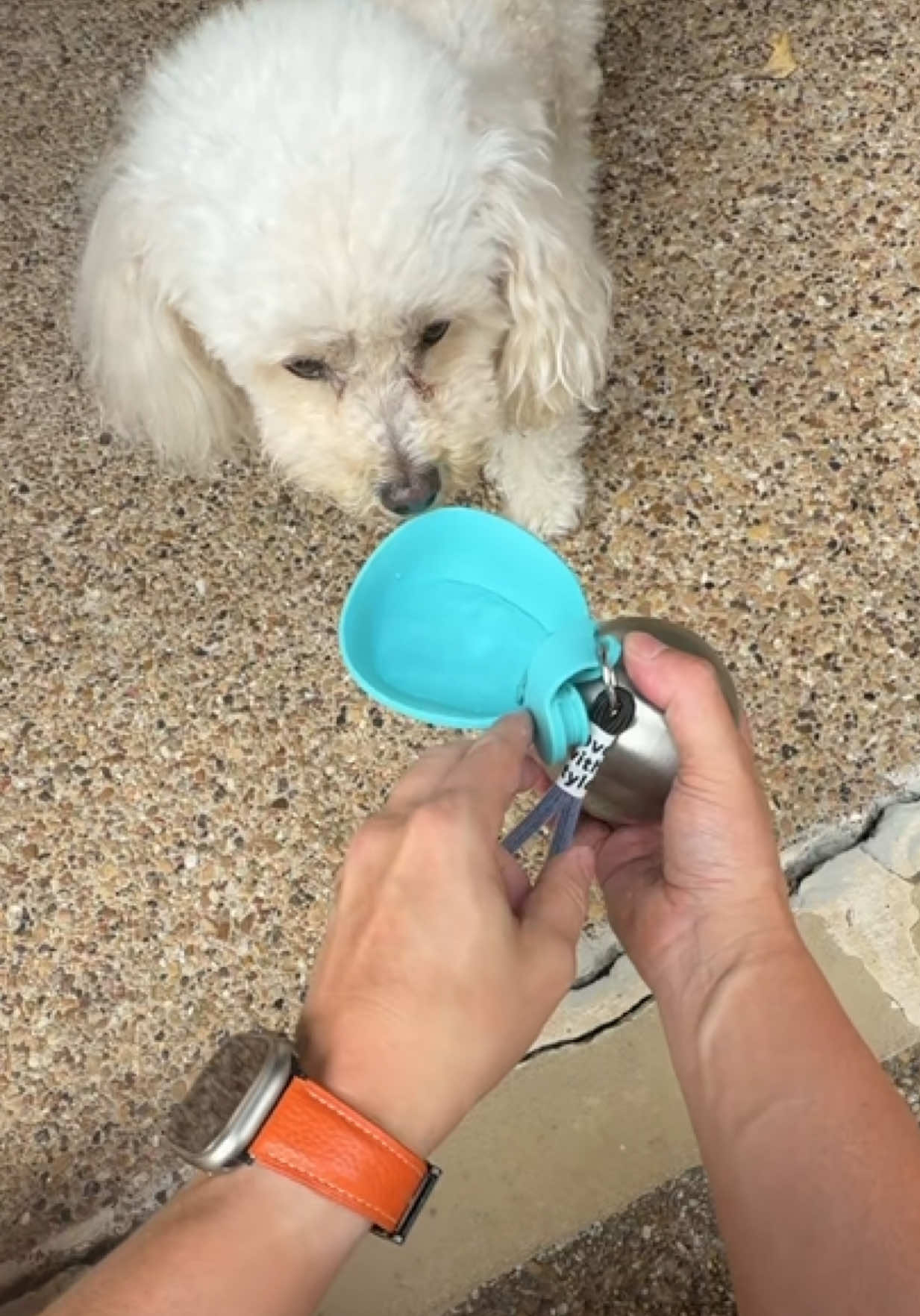 This is awesome a DOG PORTABLE WATER bottle! You have to see this! #kahladeals #tiktokshopcreatorpicks #tiktokshopstockup 