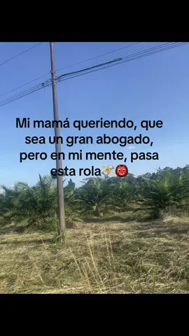 #palmundo🇪🇸🇵🇾🇨🇺🇨🇴🇸🇻🇻🇪🇺🇸🇺🇾🇵🇷 