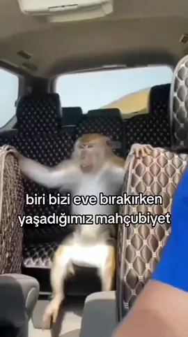 Hayat zaten yeterince ciddiyken, bizim buradaki kaos seviyesi konsepti tamamen başka bir boyuta taşıdı yine. 🤡 Şuraya bakınca 