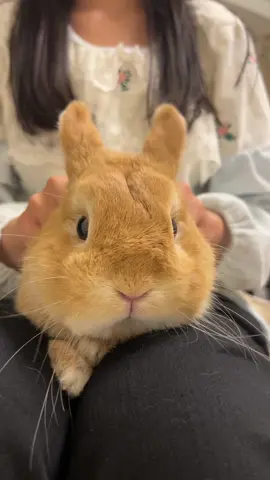 Haha, this is way too much fun  🐰 #RabbitTok #BunnyTok #PetRabbit #BunnyLife #RabbitLover