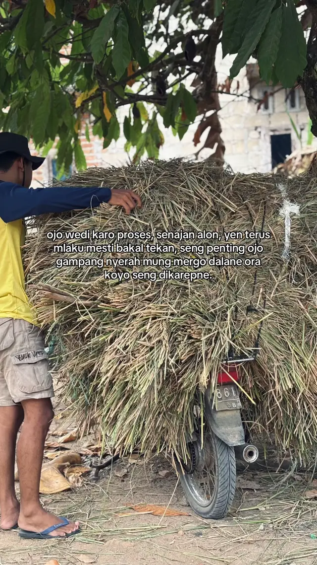 #peternakmuda #fyp #foryoupage #sobatngaret #kandangkidulmushola 