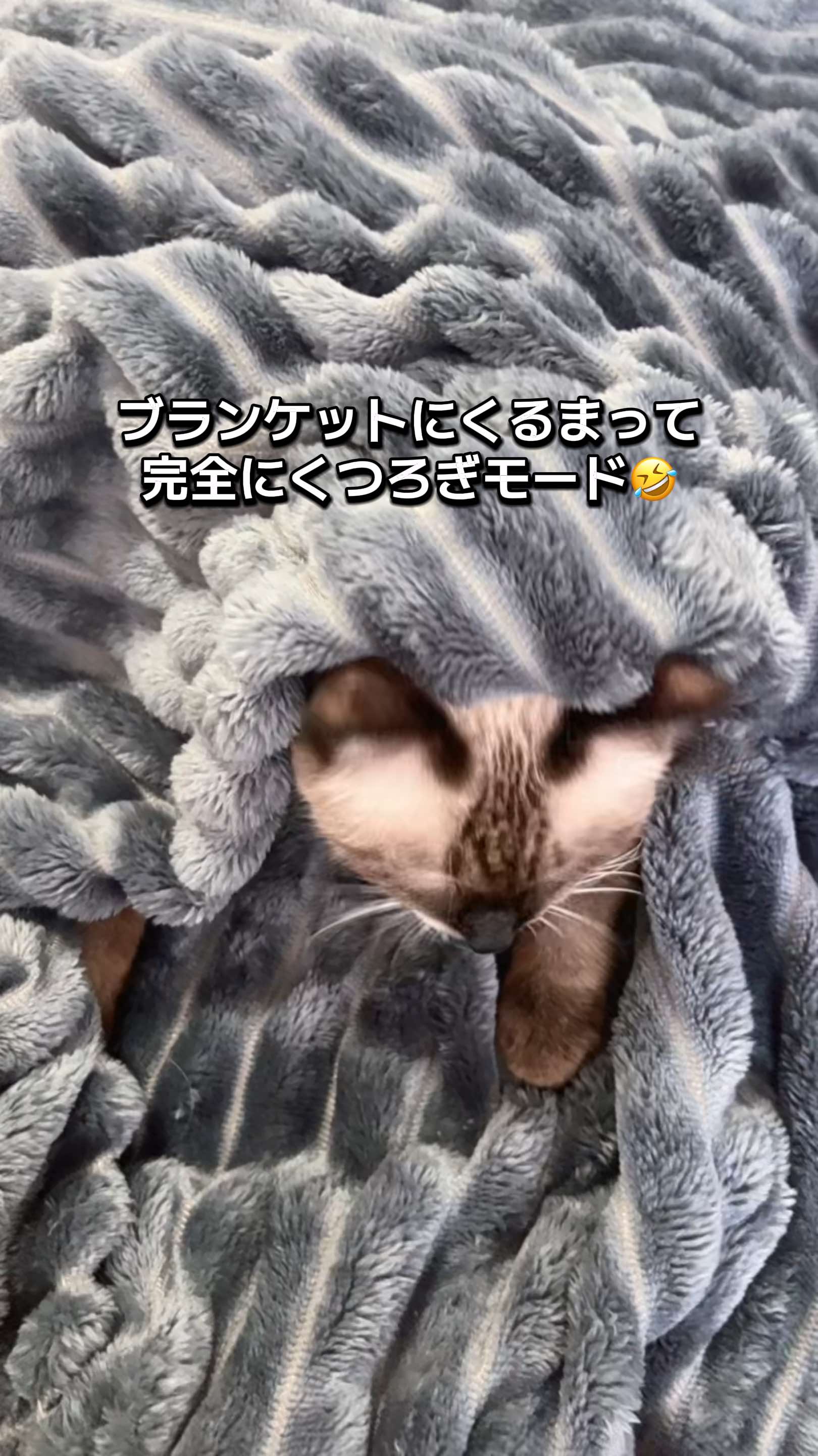 ふわふわ素材で、カラーもお気に入り🩶 #ブランケット #Tiktokshop #PR 