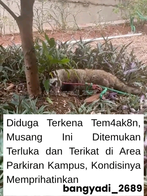 Kabar memilukan datang dari sebuah unggahan di media sosial. Seekor musang ditemukan dalam kondisi yang sangat memprihatinkan di area parkir kampus Universitas Al Azhar, Sisingamangaraja, Jakarta Selatan. Musang tersebut mengalami luka yang diduga akibat tem**kan dan dalam keadaan terikat. Meskipun saat ini musang tersebut sudah berhasil diamankan, namun belum ada pihak rescue yang bisa memberikan pertolongan medis. Pengunggah mengaku sudah berusaha menghubungi layanan darurat 110 dan 112, tetapi pihak tersebut belum bisa menangani kondisi medis seperti yang dialami musang malang ini. Ia pun meminta bantuan warganet untuk menghubungi lembaga rescue hewan terdekat agar musang tersebut segera mendapatkan perawatan. Mari bantu sebarkan informasi ini! Jika kamu mengetahui kontak lembaga rescue hewan di sekitar Jakarta Selatan, segera hubungi pihak terkait. Tuliskan doa dan dukunganmu di kolom komentar! Jangan lupa follow untuk update berita selanjutnya! SC : maysharafel 📸 IG : @bangyadi_2689 🎵 TikTok : @bangyadi1456 ▶️ YouTube : @bangyadi2833 #Musang #AnimalRescue #jakartaselatan #viral #viralvideo 