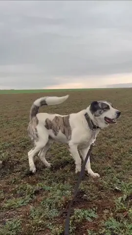 #dogsoftiktok #volkodav #şəmkir #keşfetbeniöneçıkar #keşvetteyiz 