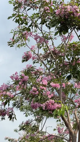 Purwokerto rasa Jepang 🇯🇵🌸 Jalan Bung Karno lagi cantik-cantiknya. Tabebuya lagi mekar semua, vibes-nya berasa lagi jalan-jalan di Jepang 😄 Padahal masih di Purwokerto. #Purwokerto #JalanBungKarno #TabebuyaPurwokerto #PurwokertoRasaJepang #ExplorePurwokerto