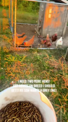#backyardchickens #layinghens #chickentok #freerangechickens #backyardflock 