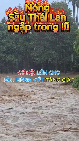 Sầu riêng thái lan cuối tháng 9 ngập trong lũ liệu đây có phải là tin tốt cho sầu riêng Việt Nam tăng giá vào năm sau ? #xuhuongnongnghiep #nongnghiep #saurieng #tungnongnghiepxanh 