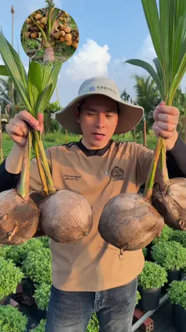 Siêu rẻ combo dừa mã lai đang được trợ ac nhanh tay săn cây giá hời nha #caygiongnguyenkhang#caygiong#dua#duaxiem#duamalai 