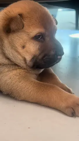 #Pet #sleepy #cutedog #puppy #foryou 
