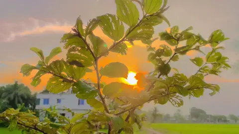 শেষ বিকেলের সূর্যটা দেখতে অনেক সুন্দর🥰🌸🏞️#viral #foryou #foryoupage #fyp #natural 