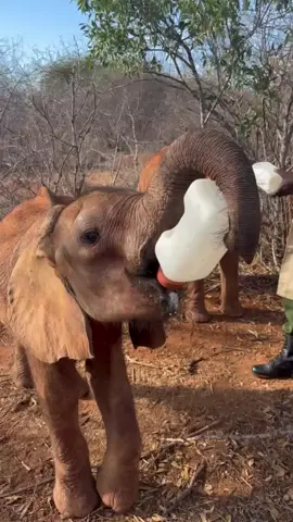 Bungalu has mastered the art of holding his milk bottle with his trunk! Kaikai, meanwhile, hasn’t quite got the hang of it yet – although we’re not entirely convinced she’s trying very hard. Why do the heavy lifting yourself when your Keepers are perfectly happy to do it for you? Bungalu and Kaikai were both rescued as orphans. If you’d like to get to know them a little better, meet them on our website – and, if they steal your heart, consider supporting them through an adoption: https://www.sheldrickwildlifetrust.org/orphans (link in bio) #elephant #feeding #sheldricktrust #kenya #animals