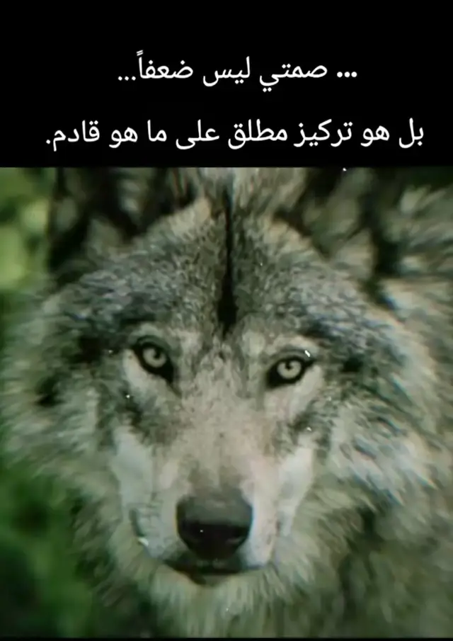 # #Tarek freih ##