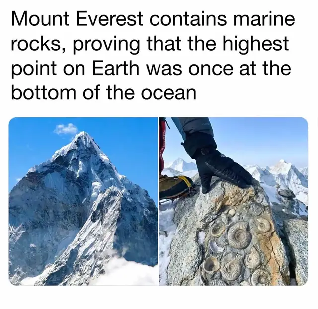 Mount Everest, the highest peak on Earth at about 8,849 meters above sea level, contains layers of marine limestone and fossilized sea creatures near its summit. These rocks formed hundreds of millions of years ago on the floor of an ancient ocean known as the Tethys Sea. Marine fossils such as crinoids and trilobites preserved in the rock provide clear evidence that the material originally formed underwater. The presence of marine rock on Everest is explained by the process of Plate Tectonics. Around 50 million years ago, the Indian tectonic plate collided with the Eurasian plate, pushing seafloor sediments upward to create the Himalayas. This geological collision continues today, which is why the mountain range is still slowly rising and experiencing frequent earthquakes.