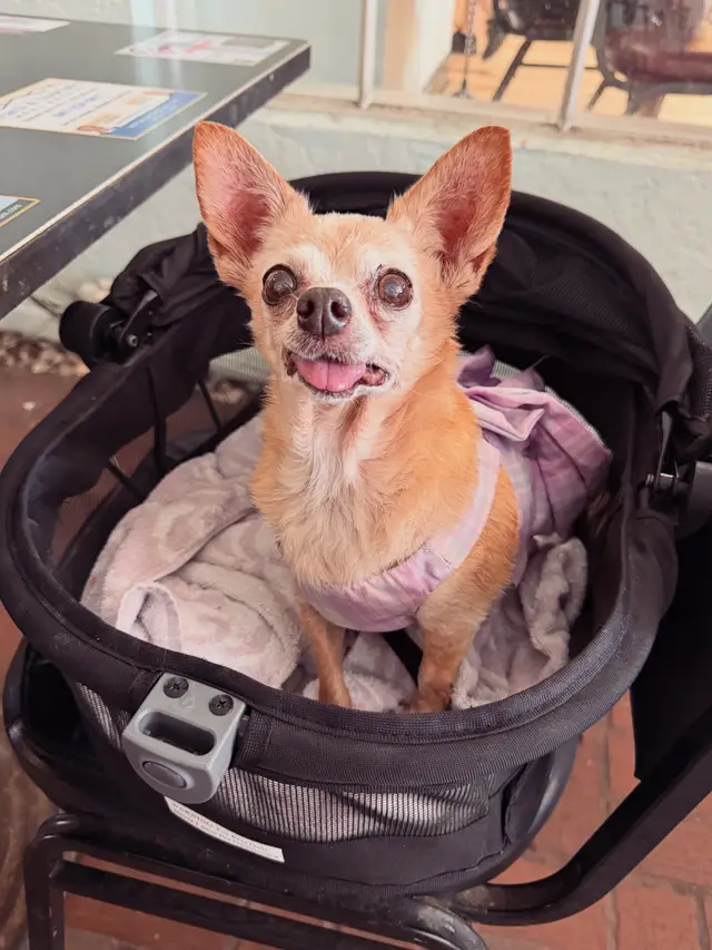 Yesterday Shelly and I went out to lunch. The weather was perfect, we ordered lobster rolls, and she sat in her little basket beside me, ears up, quirky little toes peeking over the edge. I remember thinking, this is what life with a senior dog is all about. These simple, perfect moments. So I picked up my phone to capture it. And that's when I saw it. A black mass in her mouth. I told myself it had to be food. I reached in to see if it would move. It didn't. I tried again. Nothing. And in that moment, I knew. Oral melanoma. The world went quiet, my eyes filled with tears and I wanted to scoop her up and run. But right then, a few women came over and asked to pet her. And Shelly did what Shelly always does. She smiled, she leaned into their hands, and lit up everyone around her. Everyone was smiling. Shelly was smiling. And I sat there trying to smile too, while I falling apart inside. I then drove straight to the oncologist, praying I was wrong. I wasn't. It’s oral melanoma. Without surgery, the median survival time is 2 to 3 months. With surgery, it's 3 to 4 months. But Shelly already has COPD, chronic bronchitis, a mineralized and collapsing trachea, and pulmonary hypertension. Every breath already takes so much effort. Right now, the risk of surgery is simply too great, and I won't put her through something that could take away the time she has left. So I've made the decision not to move forward with it at this time. I am crushed. I am devastated. I am still in shock. But underneath all of that heartbreak, there is something even bigger. Gratitude. Almost two years ago, Shelly was going to die on a cold steel table. Instead, she got a second chance, and she has lived it to the absolute fullest. Now I'll be strong for her and keep it that way, every moment, every day. We're making a bucket list, and I want your help! So far: a sunset on the beach, an early Christmas tree, and pup cups. Drop your ideas below and let's fill her days with love and joy. Because she deserves the very best. Because she IS the very best. I love you, Shelly Anne. Forever and always💛🐾 I know this news is hard to hear for everyone who loves her. Thank you for loving her right alongside me. Your support everything. 