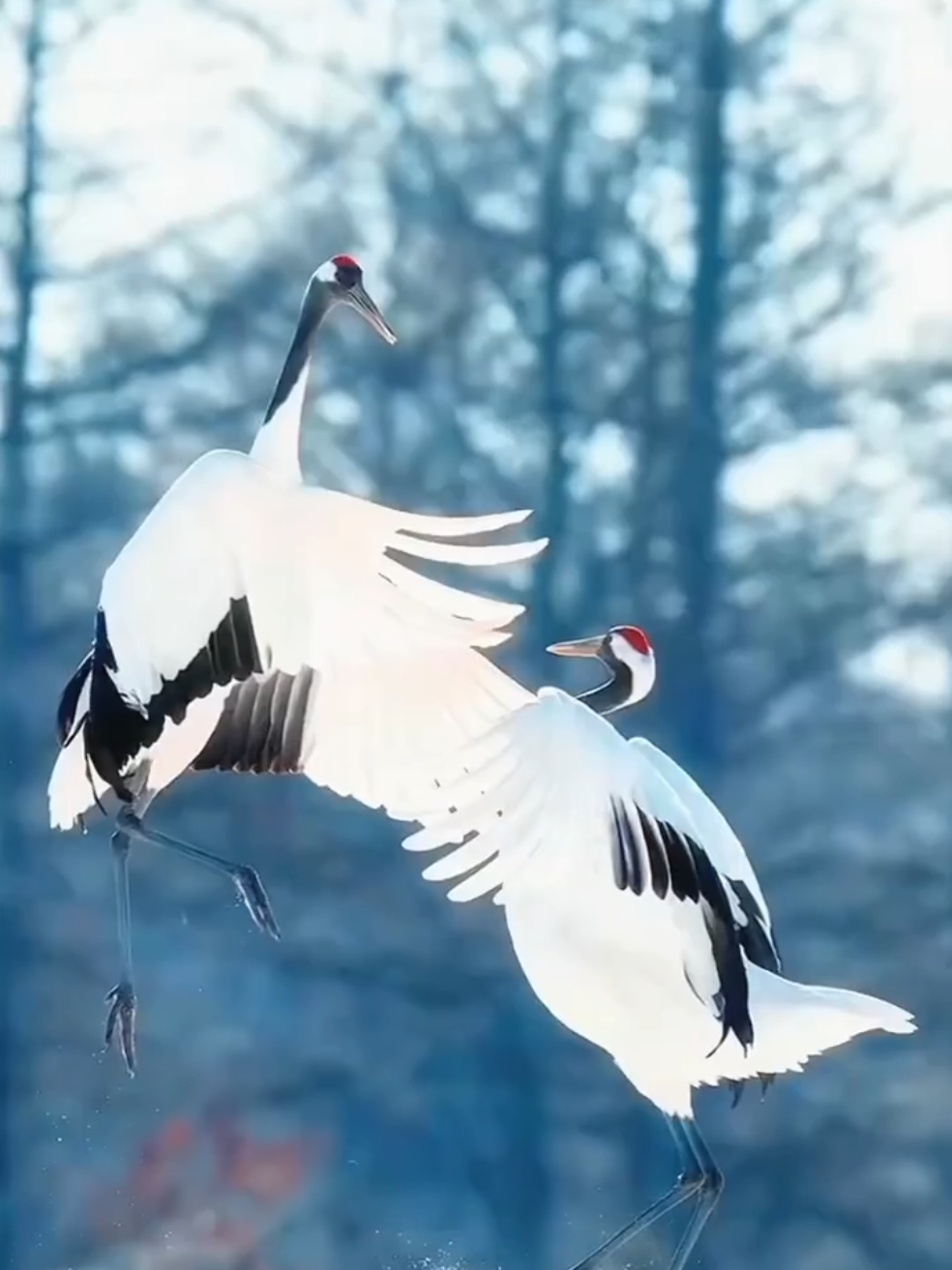 🔥 New Birds You’ve Never Seen Before! 🐦😍 | Nature’s Hidden Beauty ✨🌿 #NewBirds #BeautifulBirds #BirdsOfNature #AmazingBirds #Nature  🐦🔥
