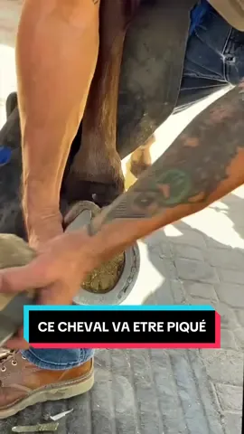 Content pour lui ♥️ #chevaux #cheval #france #nettoyage #abandon 