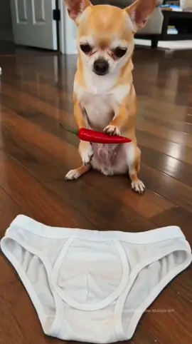 #animation #dogsofttiktok #funny #dog #husky 