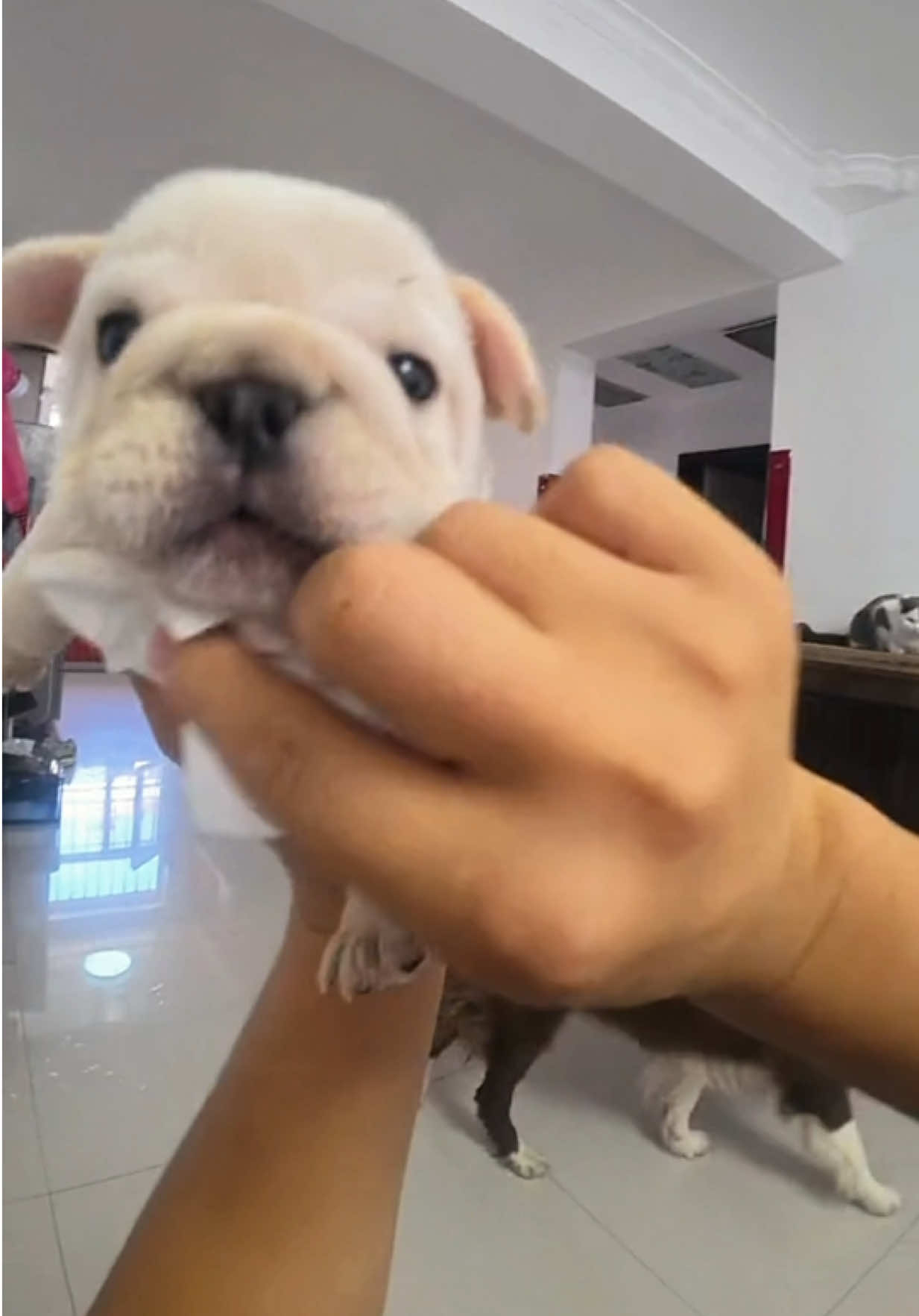 Baby ears, which had been standing up, drooped back down. In a couple more days... (The sentence is incomplete and lacks context. It seems to be a fragment from a larger text.) It got a treat! It's getting bigger and can eat other things now #frenchiesbaby #puppy #baby #cute 