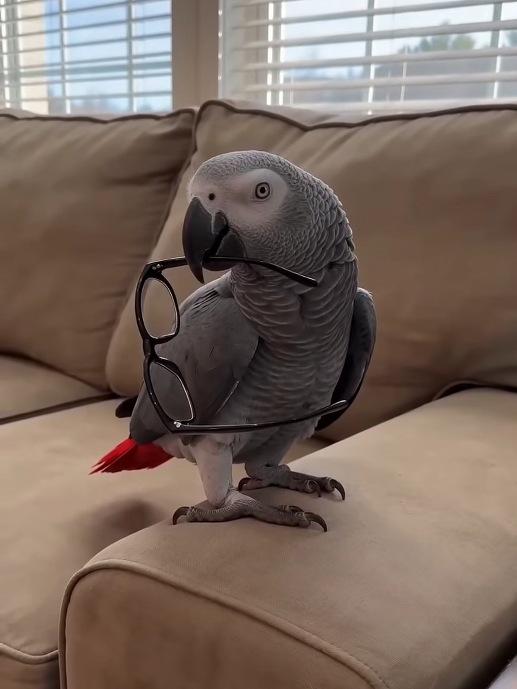 THIS PARROT ALWAYS HAS THE FUNNIEST ANSWER 😂🦜 #AfricanGrey #TalkingParrot #FunnyPets #ParrotTok #FYP 