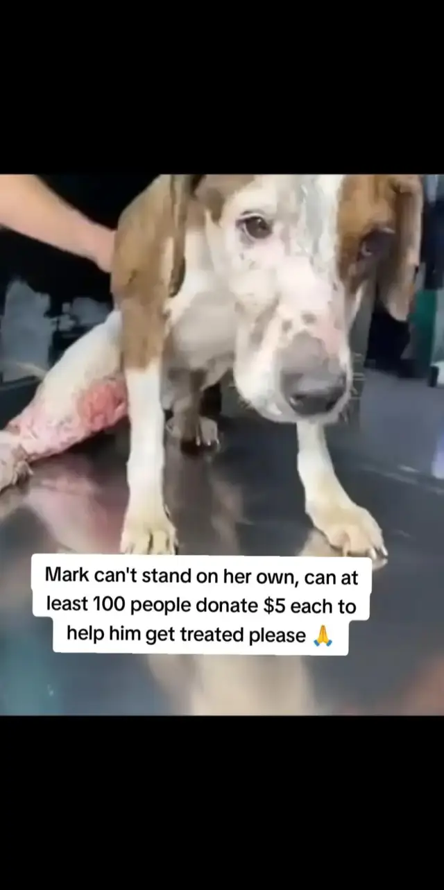 Mark needs your help please 🤲🏻🤲🏻🙏💔💔😭😭😭