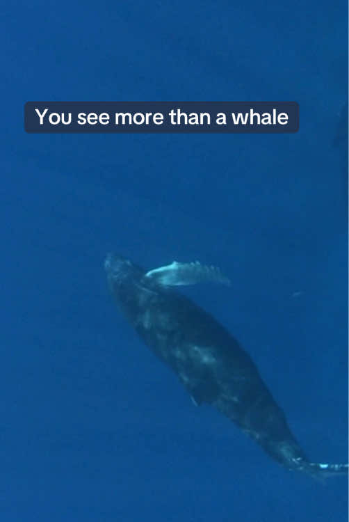 You see the depth, the presence, and something you can’t quite explain 🐋 #whale #whales #whalelover #oceanlover #oceanquotes 