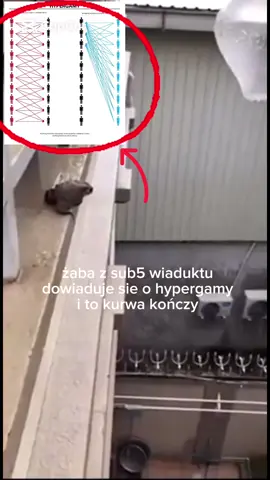 kurnik true adam wkracza do gry #brutal #bp #bpedit #kurnik #xyzbca 