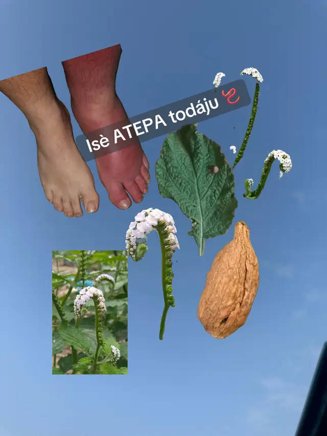 And for another things we can use this for No more miscarriages This plant prevents miscarriage Read the details here Ak)nf3m atiko Very powerful 🍀 1) It's very very good for candidiasis Mash the fresh leaves and drink 100ml three times a day for just three days you will be fine... text me on WhatsApp if you need this or questions(+2347071648433))This plant alone can make you pregnant, very powerful.#fypage #tradition #foryoupage #viraltiktok #capcut 