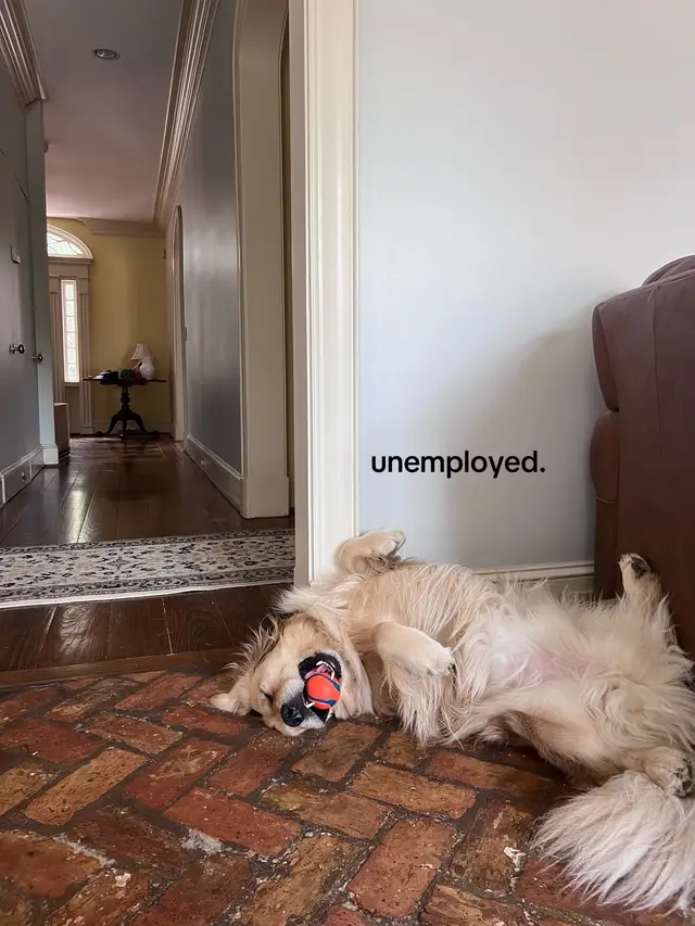 moody moose #goldenretriever #goldenretrieversoftiktok #fyp 