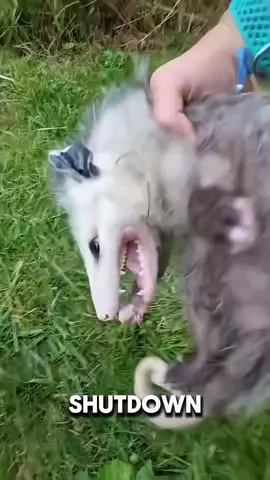 When an opossum senses extreme danger, it can enter a shutdown-like state and appear completely dead! 😱 This clever defense, known as “playing possum,” may discourage predators from attacking. And to make the act even more convincing, opossums can release a foul-smelling scent that resembles death! 🦝💀 #Animals #Viral #Opossum #Wildlife #AnimalFacts 