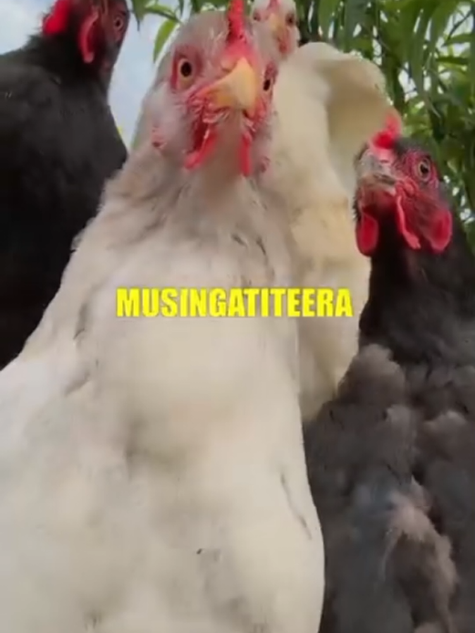 Albino tinha uma casa de caniço, sempre dormia com patos 😅 agora que já tem dinheiro fugiu a esposa kk, Esse senhor albino é qual mesmo hii #albinocomanabela #casadecaniço #tvsucessomeme #mozmemesamapiano🔥🔥🔥😂 #viaralamapianomemes😅😭😜 