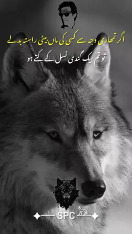 #dog #viewsproblem💔😔 #trustnothing #SPCWolfFighter #2milionview @Imran Khan Official 