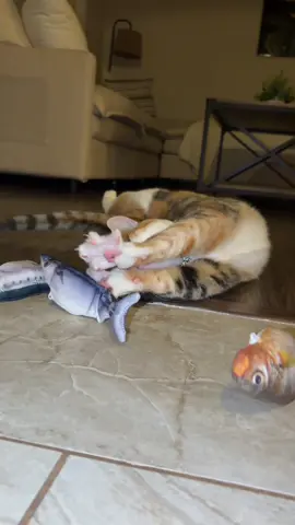 10/10 my cat won’t stop playing with these #floppyfish #bitesized #cattok #cattoys #CityTasteTest 