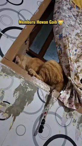#Bepo🐅 #catlovers #pecintakucing #creatorsearchinsights #kompilasikucinglucu