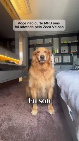 Parece que ela não gosta…  • • • #cachorros #mpb #goldenretriever 
