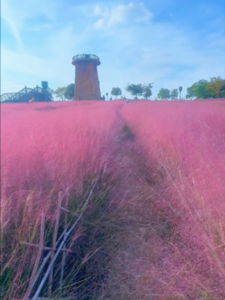 A Dreamy Pink Paradise That Feels Like Magic 🌸 #nature#pinkgrass #beautifulscenery#dreamy