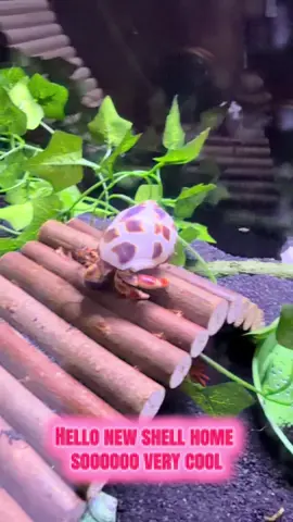 One of our hermit crabs changed out his old shell into a new home 🥰🥰🥰🥰#trinidadandtobago #hermitcrab #mypets #PetsOfTikTok 