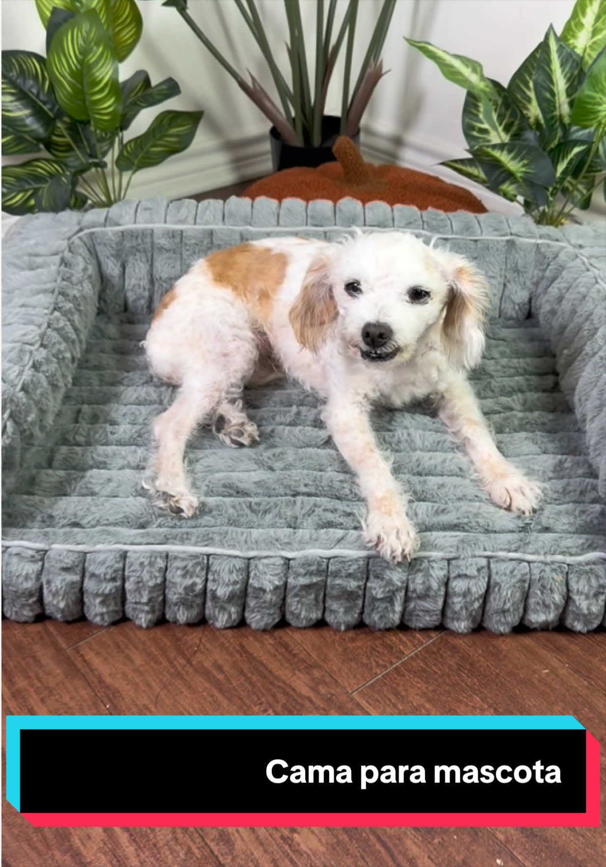 #shopwithconfidence #bedsure #camaparaperros #camadeperros #dogbed 