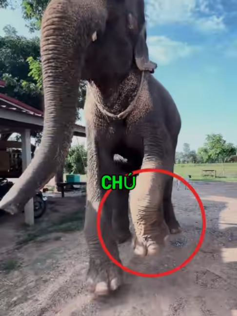 Chú Voi Đã Cầu Cứu 🥺🐘