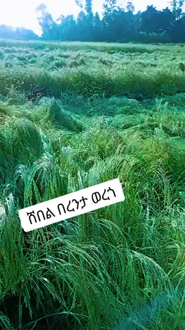 @ሽፈራው ገርባው የሸበሉ ወረጎን የምወዳት አንተን ስለሠጠችኝ ነውኮ ወንድሜዋ❤