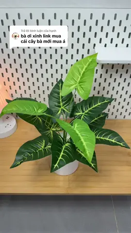 Trả lời @hạnh #caydecor #xuhuong 