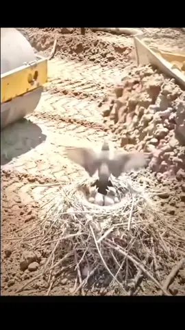 #CapCut 