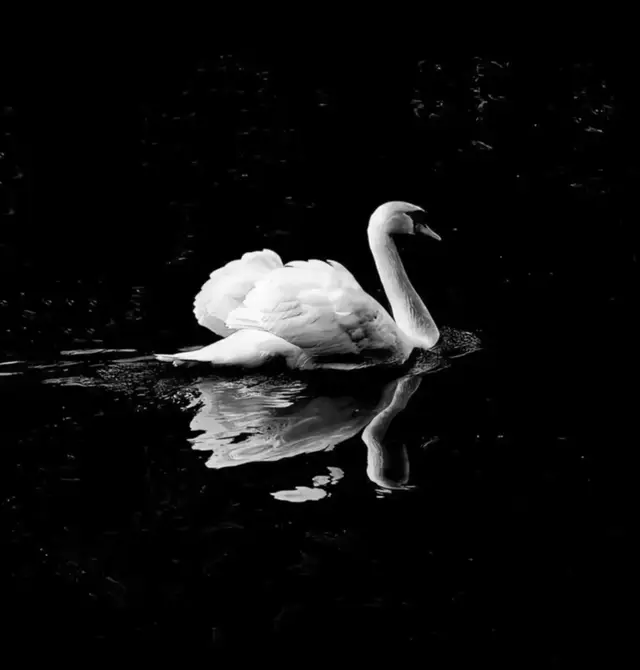 البجعة 🦢 هي طائر مائي كبير يتميز برقبة طويلة وريش غالبًا أبيض. تعيش قرب البحيرات والأنهار والمناطق الرطبة، وتتغذى على النباتات المائية وبعض الكائنات الصغيرة.🦢، فهي غالبًا ترمز إلى: 🤍 النقاء والصفاء ❤️ الحب والوفاء 🕊️ السلام والهدوء ✨ الجمال والأناقة 🌱 التحول والتجدد ورمزها الأكثر شيوعًا هو الجمال والوفاء. #viral #Gym #fyp #ترند #explore 