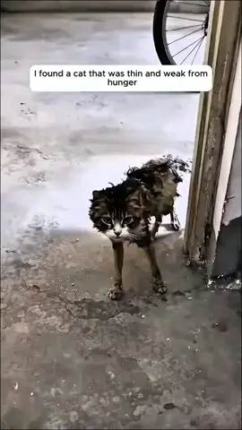 poor Kitty#cat#emotional #sad #disable cat#foryou 