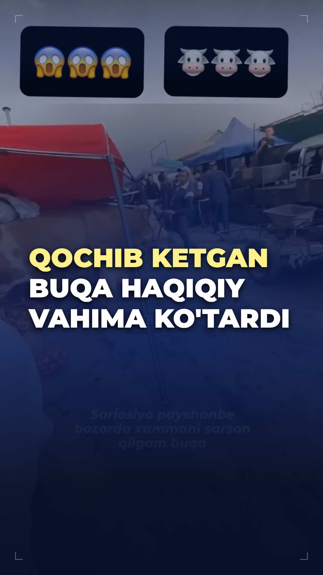 qochib ketgan buqa haqiqiy vahima ko'tardi SARIOSIYO — Surxondaryo viloyati Sariosiyo tumanidagi gavjum 