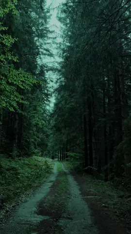 I don't remember when the forest became familiar I only remember continuing deeper into the dream #darknature #cinematicreels #greensilence 